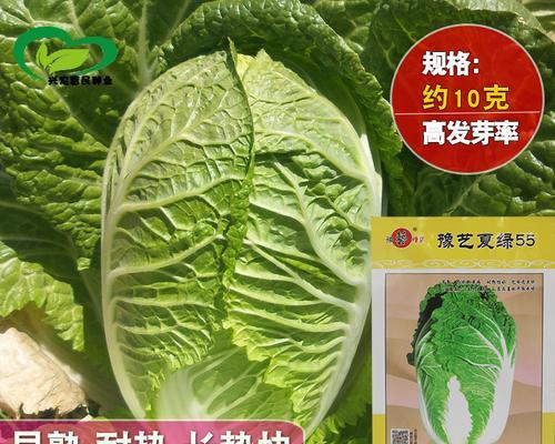 《小森生活白菜种植攻略》（白菜种子生活在小森村里的秘密大揭露）