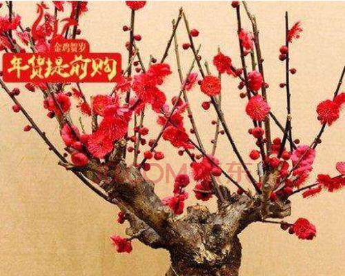 小森生活红梅（详解红梅位置坐标攻略）