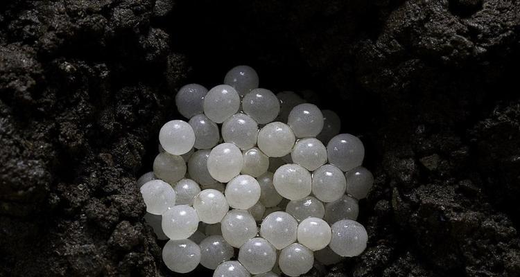 游戏攻略（解密最强蜗牛红龙蛋）