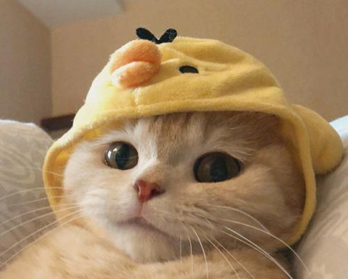 灵猫传布萌萌猫咪强度怎么样？如何评价其游戏表现？