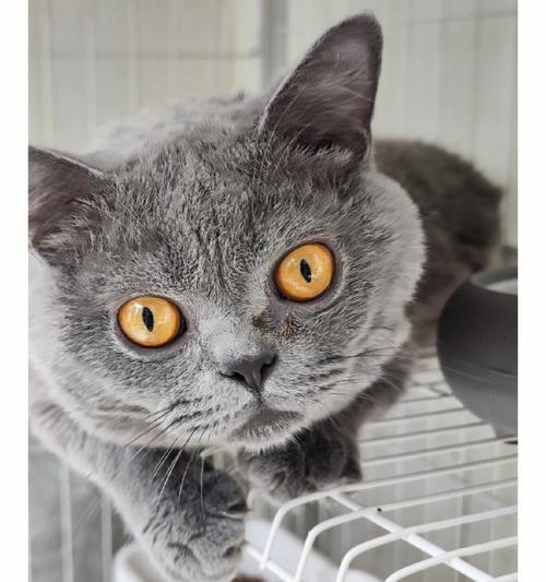灵猫传布萌萌猫咪强度怎么样？如何评价其游戏表现？
