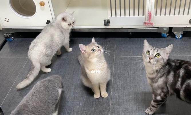 灵猫传小花园逗猫棒怎么用？使用过程中常见问题有哪些？