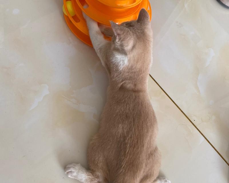 梦幻西游手游吸猫需要多少费用？吸猫有什么好处？