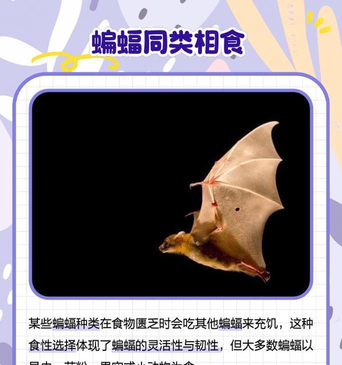 稀有野兽蝙蝠的战斗策略是什么？