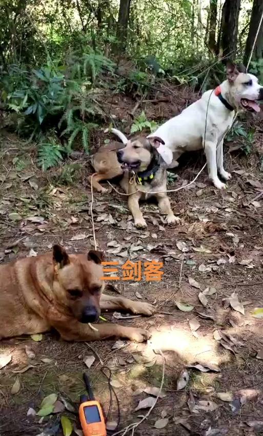 魔兽世界中复生獒犬的捕捉方法是什么？捕捉的难点在哪里？