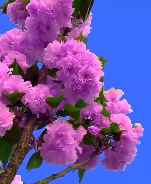 紫色花海在英雄联盟中如何获得？获取紫色花海的条件是什么？