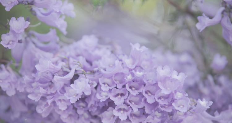 紫色花海在英雄联盟中如何获得？获取紫色花海的条件是什么？