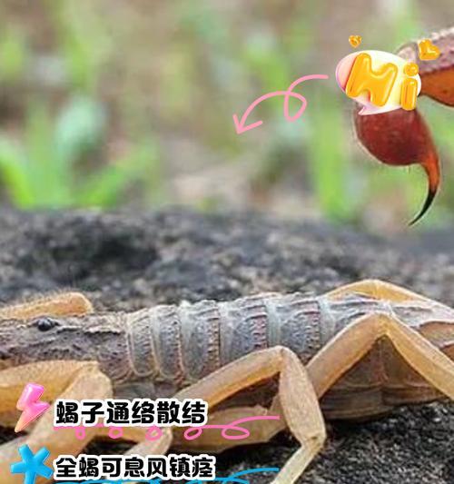 蝎子摆尾活动完成方法是什么？