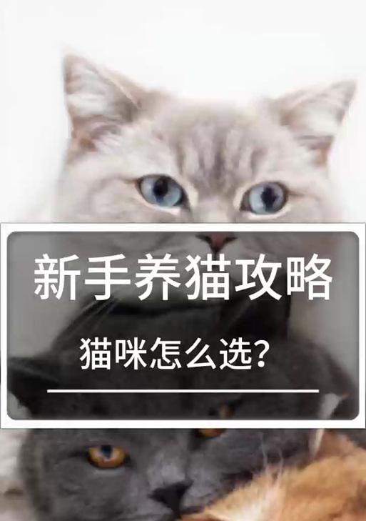 魔域二代猫怎么获得？二代猫的培养方法是什么？