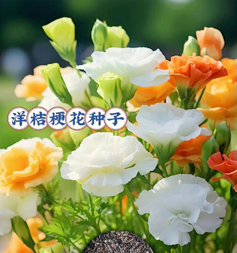 地下城有一种花是什么？花的名称和用途是什么？